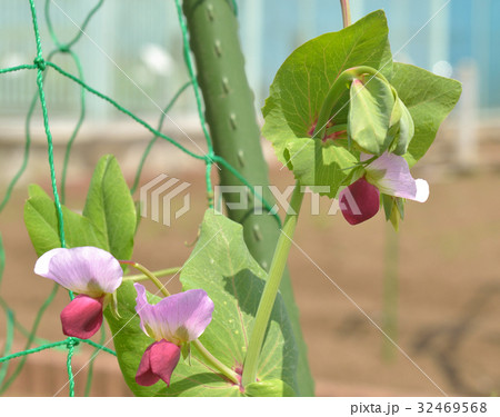 植物：ツタンカーメンのエンドウ　マメ科 32469568