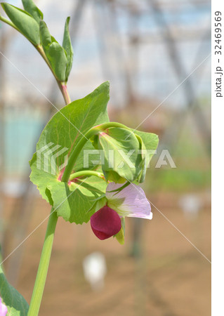植物：ツタンカーメンのエンドウ　マメ科 32469569