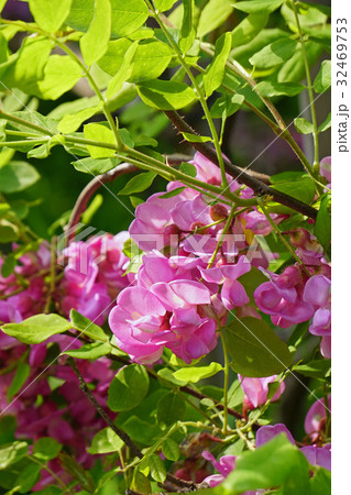 優美な美しさハナアカシア 優美な美しさハナアカシア 32469753