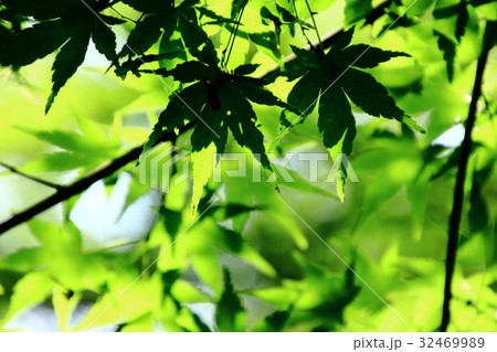 新緑、初夏、新緑のモミジ 新緑、初夏、新緑のモミジ 32469989