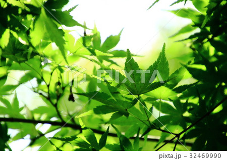 新緑、初夏、新緑のモミジ 32469990