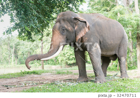 Big Thai elephant in forest,reserve animal Big Thai elephant in forest,reserve animal 32470711