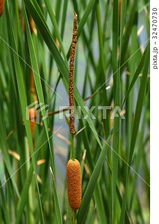自然　植物　ヒメガマ、花です。上の細い穂は雄花、下のふっくらした穂は雌花の集まり。間に隙間があります 32470730
