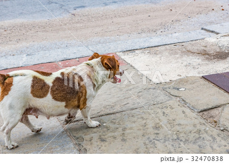 野良犬 野良犬 32470838