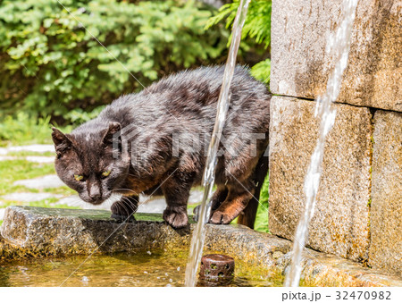 聖水を飲むネコ 聖水を飲むネコ 32470982