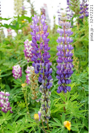 デルフィニューム　美瑛　花畑 32472221