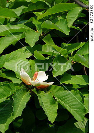 大きなホオノキの花 32472336