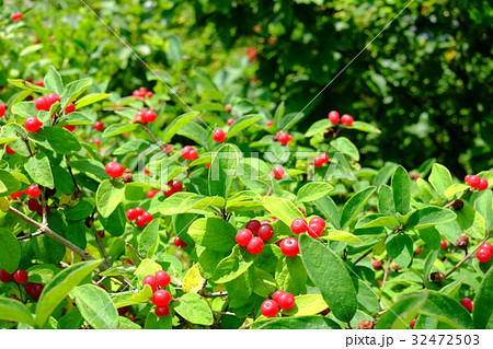 美しい実（有毒) 32472503