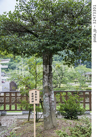 夫婦和合 連理の榊(熊野大社) 夫婦和合 連理の榊(熊野大社) 32473301