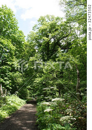 野幌森林公園大沢口遊歩道（大沢コース） 32473502