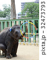 小象 32473793