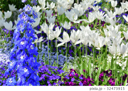 全国都市緑化よこはまフェア・山下公園会場 32473915