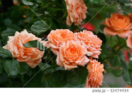 全国都市緑化よこはまフェア・日本大通り会場 32474434