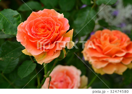 全国都市緑化よこはまフェア・日本大通り会場 32474580