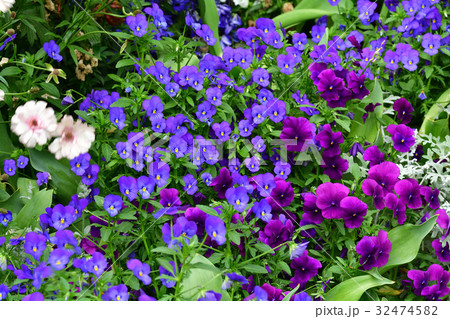 全国都市緑化よこはまフェア・日本大通り会場 全国都市緑化よこはまフェア・日本大通り会場 32474582