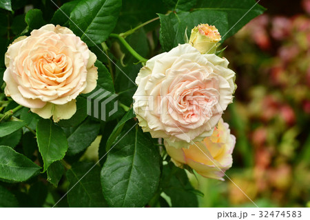 全国都市緑化よこはまフェア・日本大通り会場 32474583