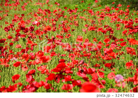 赤いポピーの花畑 赤いポピーの花畑 32474632