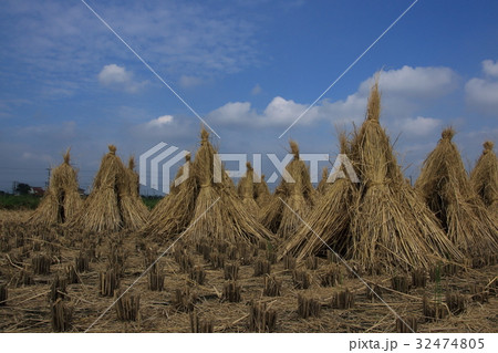 稲干しのある風景 稲干しのある風景 32474805
