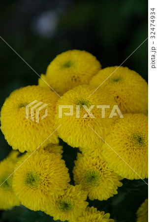 国花菊 国花菊 32474934