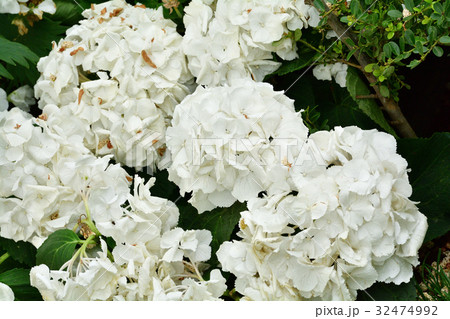 全国都市緑化よこはまフェア・日本大通り会場 全国都市緑化よこはまフェア・日本大通り会場 32474992