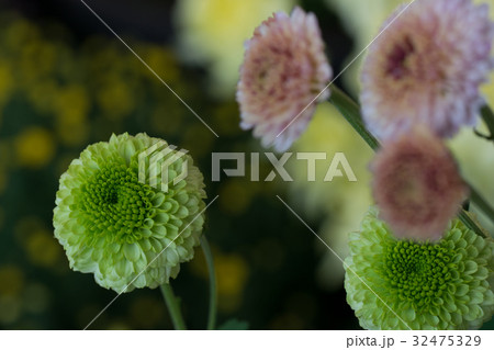 国花菊 32475329