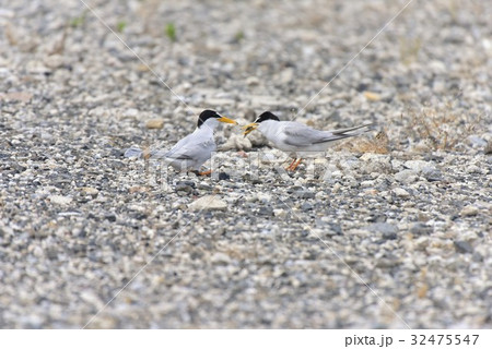 【野鳥】コアジサシのエサ渡し求愛行動 【野鳥】コアジサシのエサ渡し求愛行動 32475547