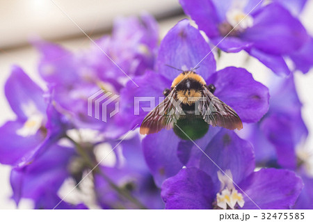 A macro shot of a bumblebee A macro shot of a bumblebee 32475585