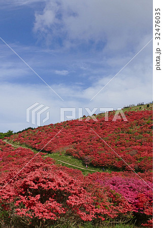 葛城山のツツジ 奈良県の写真素材