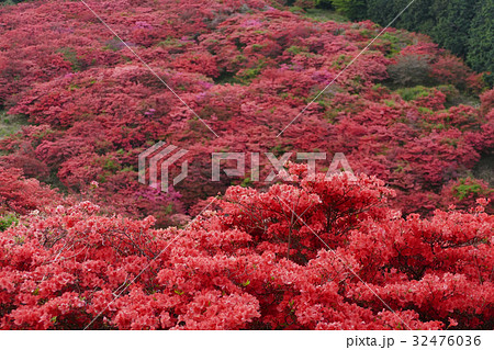 葛城山のツツジ 奈良県 葛城山のツツジ 奈良県 32476036