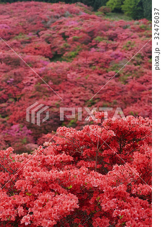 葛城山のツツジ 奈良県の写真素材