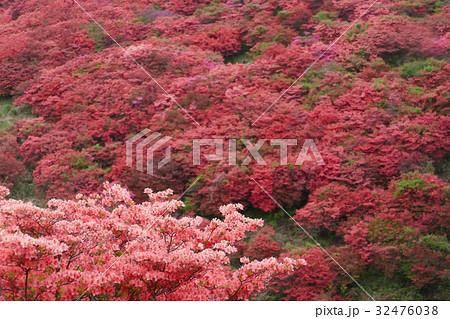 葛城山のツツジ 奈良県の写真素材