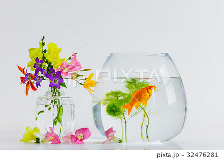 金魚と夏の花の写真素材