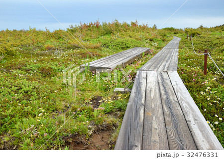 木道脇の高山植物 32476331