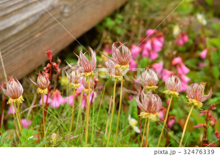木道脇のお花畑 木道脇のお花畑 32476339