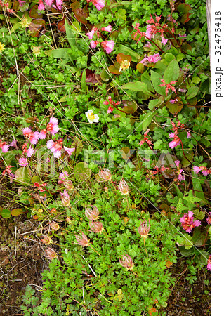 足元の花たち 足元の花たち 32476418