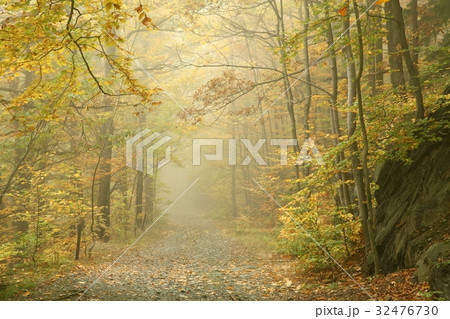 Autumn beech forest in the fog  32476730