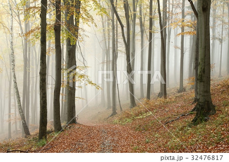 Mountain trail in autumn beech forest 32476817