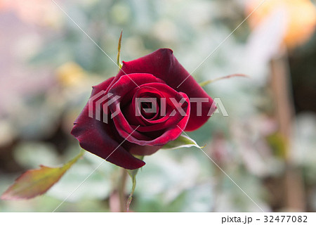 red rose with buds and green bush background 32477082