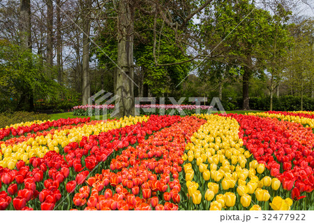 Flowers in garden Keukenhof Netherlands 32477922