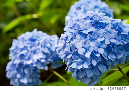 紫陽花 32478067
