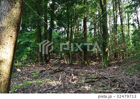 落葉広葉樹の森 落葉広葉樹の森 32479713