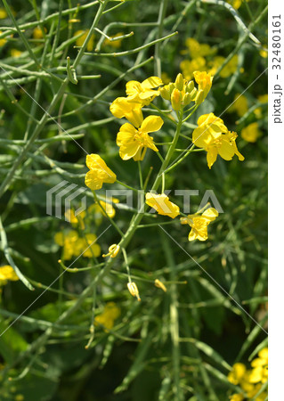 植物:セイヨウアブラナ アブラナ科 植物:セイヨウアブラナ アブラナ科 32480161