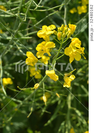 植物：セイヨウアブラナ　アブラナ科 32480162