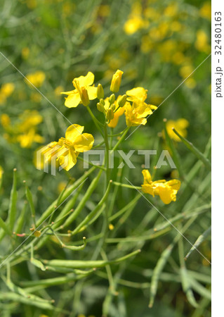 植物：セイヨウアブラナ　アブラナ科 32480163
