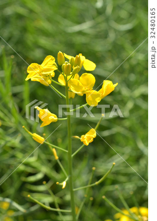 植物 セイヨウアブラナ アブラナ科の写真素材