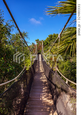 Footpath in jungle - Tenerife Canary islands Footpath in jungle - Tenerife Canary islands 32480331