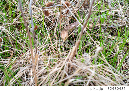 Sheltopusik legless lizard or Pseudopus apodus 32480485