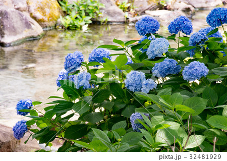 ハーブ庭園旅日記 紫陽花 ハーブ庭園旅日記 紫陽花 32481929