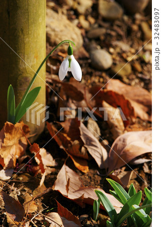 スノードロップ 32483097