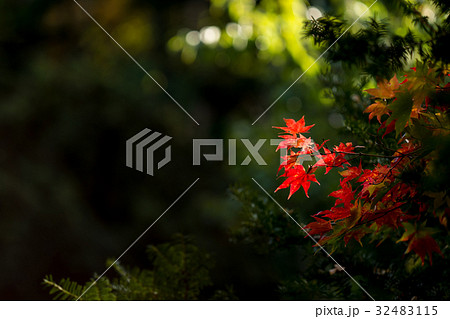 紅葉(秋のイメージ) 紅葉(秋のイメージ) 32483115